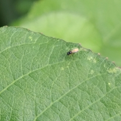Aphelinidae