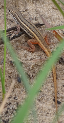 Meroles squamulosus