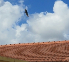 Cathartes aura