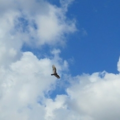 Cathartes aura