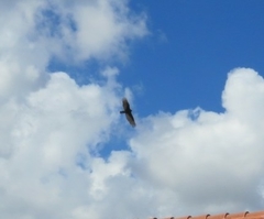 Cathartes aura
