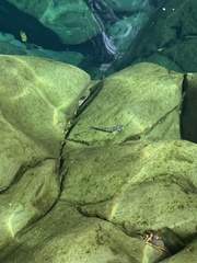 Sicyopterus lagocephalus