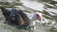 Cairina moschata domestica