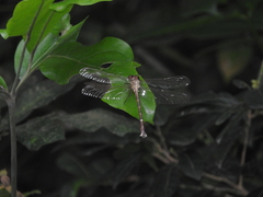Heliogomphus scorpio