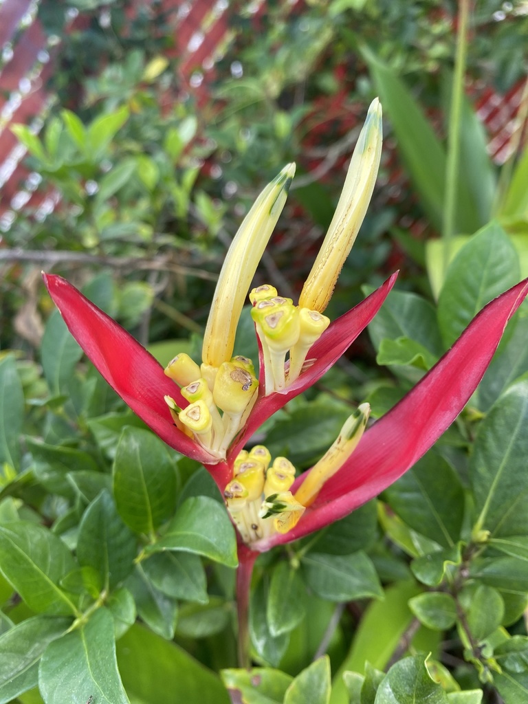 Avecilla (Plantas UCES) · NaturaLista Mexico