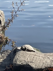 Trachemys scripta