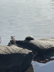 Trachemys scripta