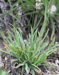 Poa badensis