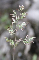 Poa badensis