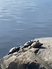 Trachemys scripta
