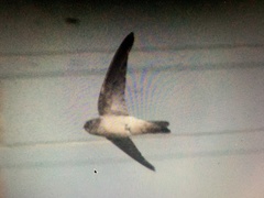 Aerodramus francicus saffordi