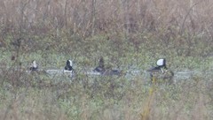 Lophodytes cucullatus