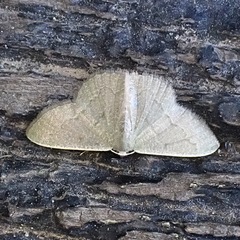 Phaiogramma faustinata