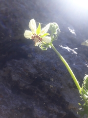 Loasa prostrata