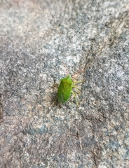 Sinopla perpunctatus