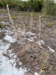 Andropogon capillipes
