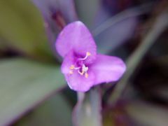 Tradescantia pallida