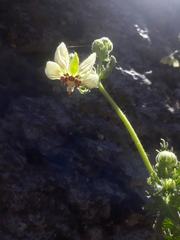 Loasa prostrata