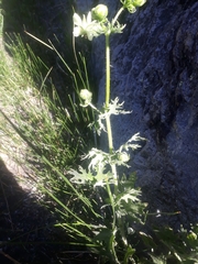 Loasa prostrata