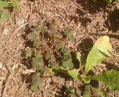 Oxalis corniculata repens