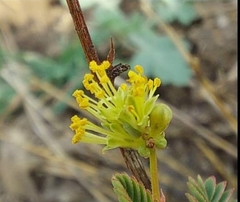 Neptunia triquetra
