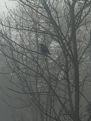 Corvus brachyrhynchos