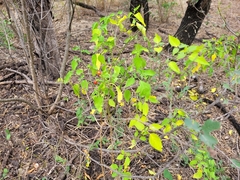 Capsicum annuum glabriusculum