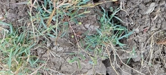 Neptunia triquetra