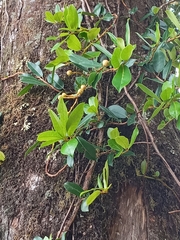 Hydrangea serratifolia