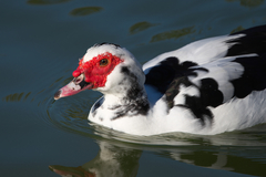 Cairina moschata domestica