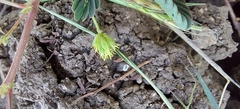 Neptunia triquetra