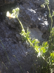 Loasa prostrata