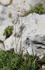 Poa caucasica
