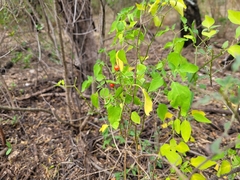 Capsicum annuum glabriusculum