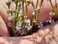 Polygonum equisetiforme