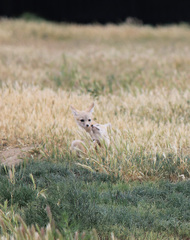Vulpes macrotis mutica