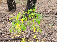 Capsicum annuum glabriusculum