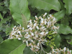 Olearia angulata