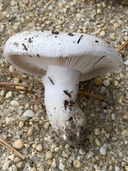 Hygrophorus ponderatus