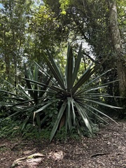 Agave tequilana
