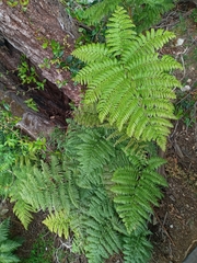 Polystichum multifidum