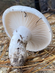 Hygrophorus ponderatus