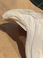 Hygrophorus ponderatus