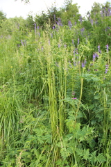 Poa iberica