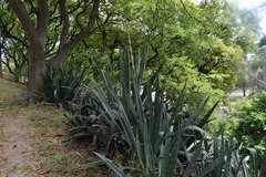 Agave