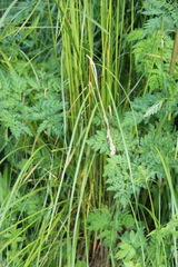 Poa iberica