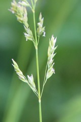 Poa iberica