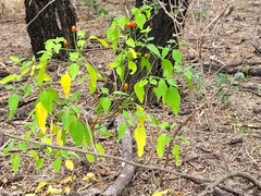 Capsicum annuum glabriusculum