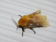 Megalopyge dyari