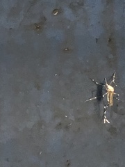 Stegomyia